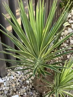 2025年最新】センジュランの人気アイテム - メルカリ