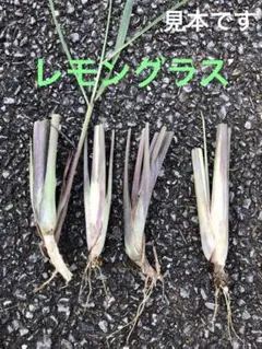 2025年最新】レモングラス 苗の人気アイテム - メルカリ