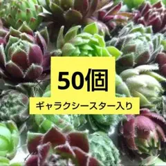 2025年最新】センペル ギャラクシースターの人気アイテム - メルカリ