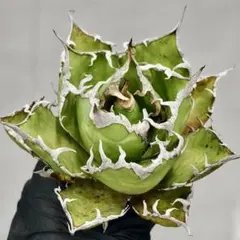 2025年最新】緑犀牛の人気アイテム - メルカリ