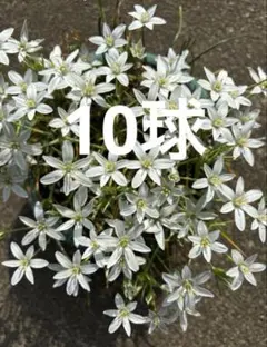 チビタ様 リクエスト 2点 まとめ商品