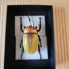 ヘラクレスオオカブト 標本 約10cm - メルカリ