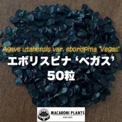 3月入荷 500粒+ アガベ ユタエンシス エボリスピナ 種子 種 証明書あり1 アガベ ユタエンシス エボリスピナ アウトレット ショップ