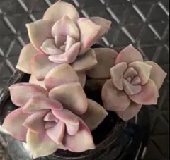 youko867797様 リクエスト 2点 まとめ商品