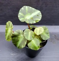 希少！ Begonia kui ベゴニア クイ 増殖ベビー株！原種ベゴニア - メルカリ