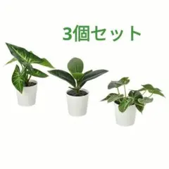 ☆新品☆IKEA イケア フェイカ 人工観葉植物　リーフ　3個セットのサムネイル