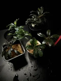 ブセファランドラ Bucephalandra spathulifolia TZ便 - メルカリ