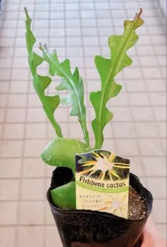 フィッシュボーンカクタス 多肉植物　観葉植物　新品　希少　人気　ネコポス　札付きのサムネイル