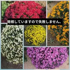 菊苗H260427のサムネイル