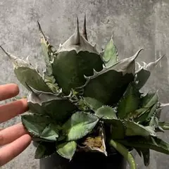 2025年最新】オアハカ オテロイの人気アイテム - メルカリ