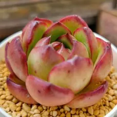 hanko様 リクエスト 2点 まとめ商品