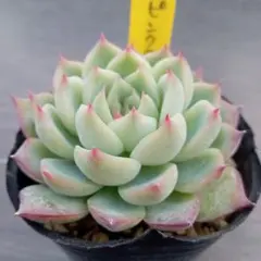 kim即購入可様 リクエスト 2点 まとめ商品