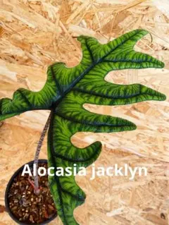 希少 アロカシア ジャックリン オーレア 楽天市場】アロカシア ジャクリン ジャックリン 観葉植物 珍しい