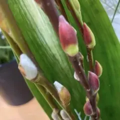 Mari様専用〜　猫柳　ねこやなぎ　ネコヤナギ　抜き苗　3本　差し木