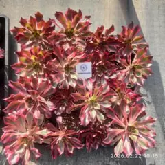 Top【選抜株】多肉植物　26095ファントム　9個　鉢無し/脱土