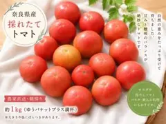 【無農薬】奈良県産 新鮮トマト 約1kg ゆうパケットプラスいっぱい 家庭用のサムネイル