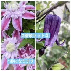 2026年最新】クレマチス 挿し木苗の人気アイテム - メルカリ