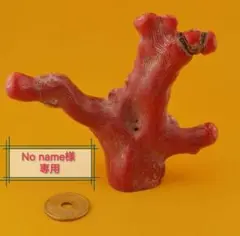 2026年最新】山サンゴの人気アイテム - メルカリ