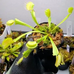 食虫植物 ハエトリソウ jaws smiley ハエトリグサ ジョーズスマイリー