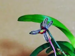 ♪余剰苗特売市♪】富貴蘭 翠嵐（ルビー根）② - メルカリ