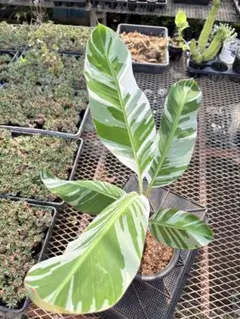 バナナ斑入り　アエアエ 美株　① 斑入りバナナアエアエバナナ1