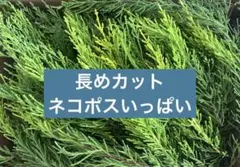 ゴールドクレスト　長め切り枝 ネコポスいっぱい　リーススワッグ材料　コニファーのサムネイル