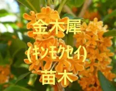 山水　源様 リクエスト 2点 まとめ商品
