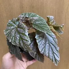 希少！Begonia wiformisベゴニア・ウィフォルミス 原種 大きめ株