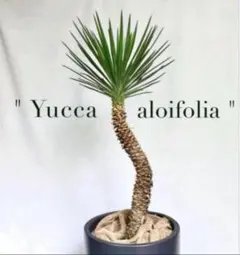 2025年最新】アロイフォリア の人気アイテム - メルカリ