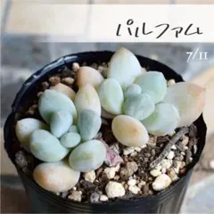 多肉植物【ベビーフィンガー】パキフィツム ポットごと or 抜き苗 6