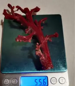 Item thumbnail for item 320d881c-5f9f-4582-80e0-54b606a66ef7