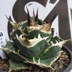 588【上澳園芸】アガベ shangao-005 車手（レーサー） LED管理株 588【上澳園芸】アガベ shangao-005 車手（レーサー） LED管理株