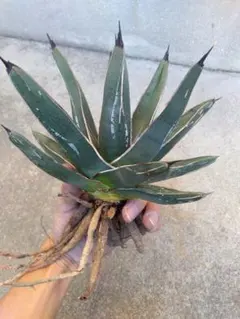 2026年最新】アガベ吉祥天の人気アイテム - メルカリ