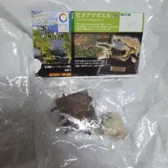ネイチャーテクニカラー 日本のカエル ヒメアマガエル