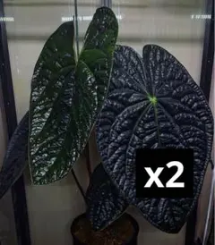 2025年最新】アンスリウム ルクスリアンスの人気アイテム - メルカリ