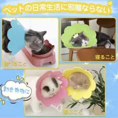 Item thumbnail for item bc3883b5-2700-41e3-83be-4dba9bf011a2