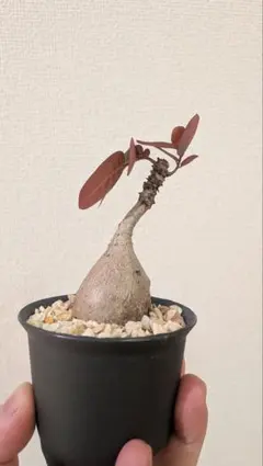 フィランサス ミラビリス 塊根植物 コーデックス ボタニカルのサムネイル