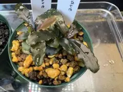 Bucephalandra sp. green wavy 斑入り 4株 - メルカリ