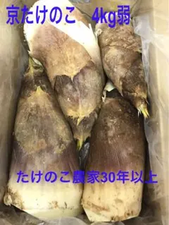 【当日発送16時〆】【4/11収穫】たけのこ 筍 箱込み 20kg 米糠付き 4/18収穫】【当日発送16時〆】たけのこ 筍 箱込み 20kg 米糠付き