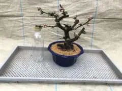 2026年最新】ボケ 東洋錦の人気アイテム - メルカリ