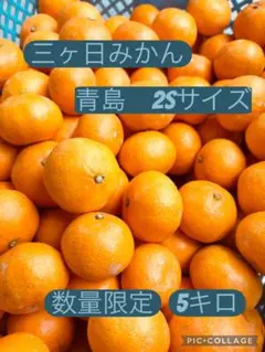 三ケ日みかん 青島 2Sサイズ 5キロ