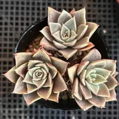 もかのすけ様 リクエスト 2点 まとめ商品