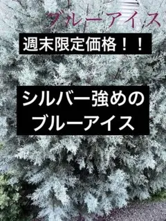 【大好評】ブルーアイスコニファー　スワッグ　リース