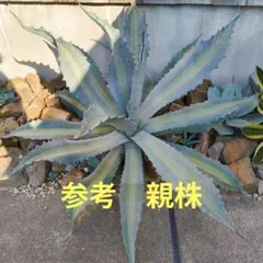 2026年最新】エクスパンサパリーダの人気アイテム - メルカリ