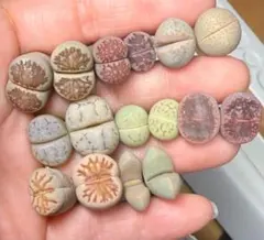 19-2多肉植物　リトープス　希少　8種混合カラフルセット　写真通り
