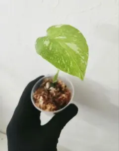 ぴーさん様 リクエスト 2点 まとめ商品