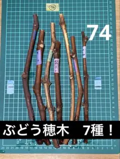 ぶどう穂木　7種　7本セット！74