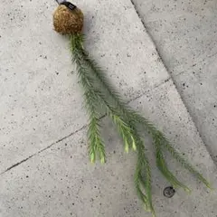 コロンとかわいい！　フペルジア『goebelii』苔玉仕立てのサムネイル
