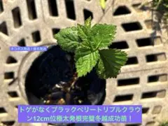 トゲがなくブラックベリートリプルクラウン12cm位極太発根完璧冬越成功苗！