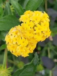 デンチュウ様 リクエスト 3点 まとめ商品